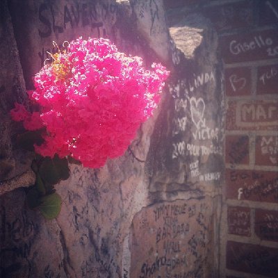 A flor no muro de Graceland.jpg